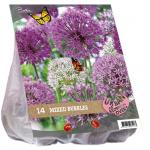 Baltus Urban Flowers Mixed bubbles bloembollen per 14 stuks